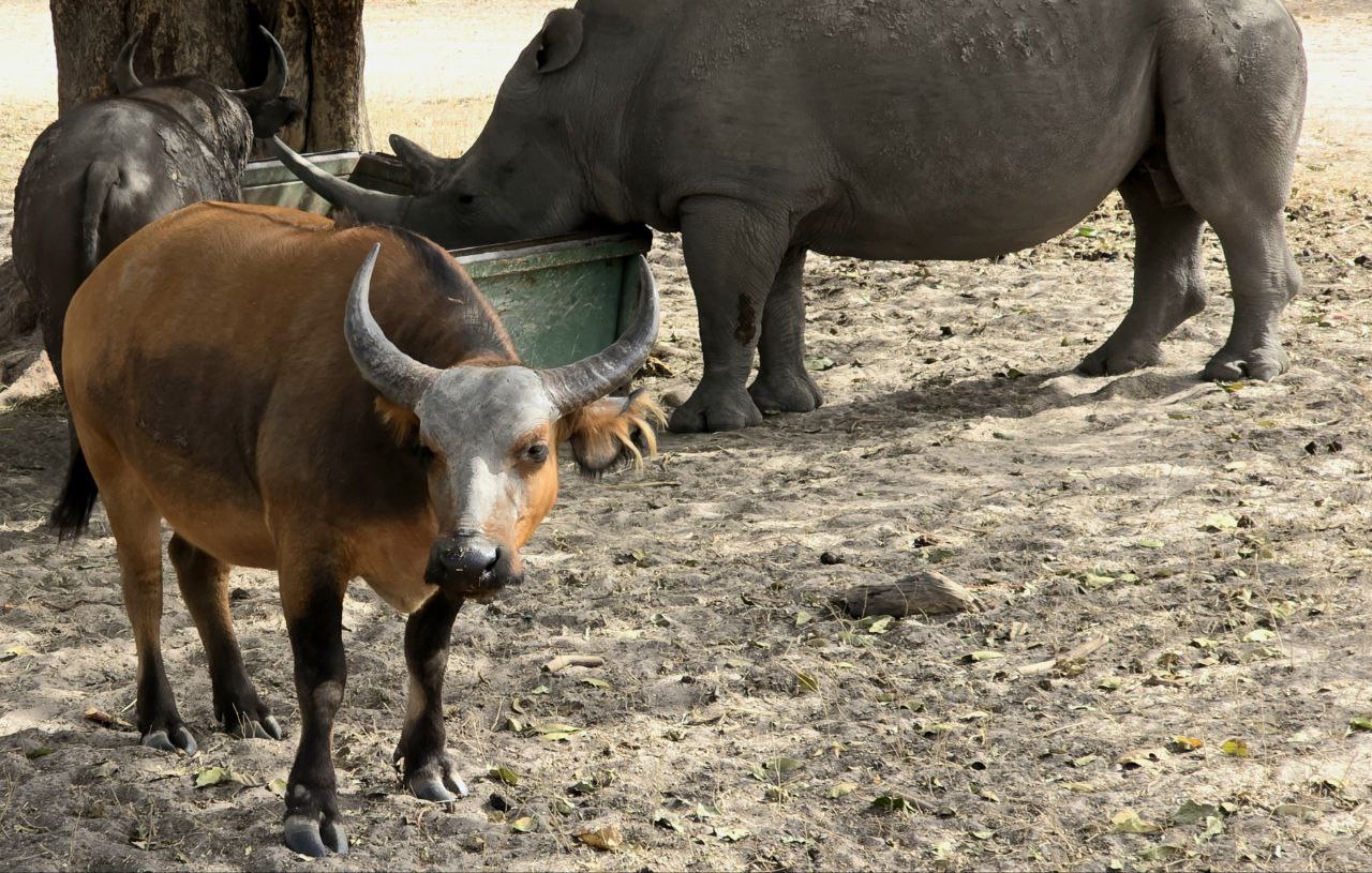 Animaux de Fathala